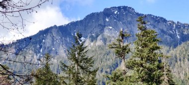 Ormanın güzel manzarası