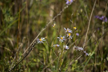 Tarladaki güzel çiçekler