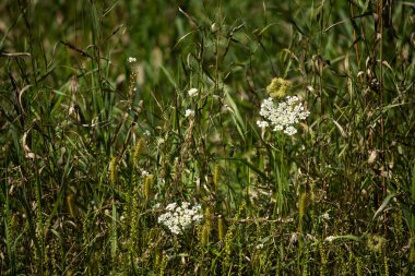 Yazın bir tarlada güzel çiçekler