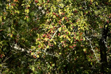 Olgun kırmızı bir ağaç meyvesi