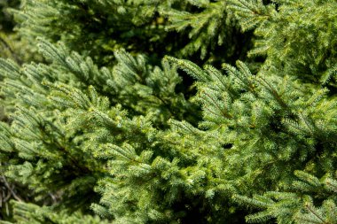 Yeşil çam ağacı dalı