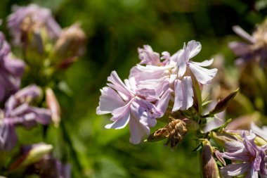 Güzel bir çiçeğin seçici odak noktası.
