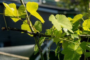 Güneşin altında bir ağacın yeşil yaprakları