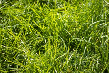 Çiy damlalı taze çimen