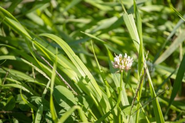Beyaz çiçek yeşil çim zemin üzerine.