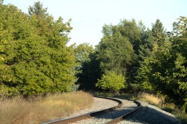 Ormanda bir demiryolu, ağaçlar, yeşil çimenler, bir ağaç.