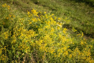 Sarı ve turuncu çiçekli bir çiçek tarlası.