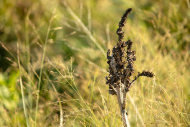 Bir tarladaki kuru otların yakın plan çekimi.