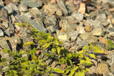 Bahçede yeşil yapraklar ve taşlar