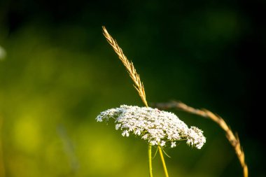 Bahçedeki güzel çiçekler