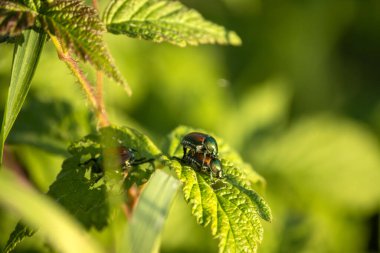 Bulanık bir arkaplanda yaprağın üzerindeki sineğin yakın çekim görüntüsü.