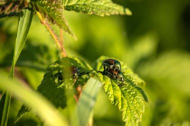 Yeşil yapraklı siyah uğur böceği.