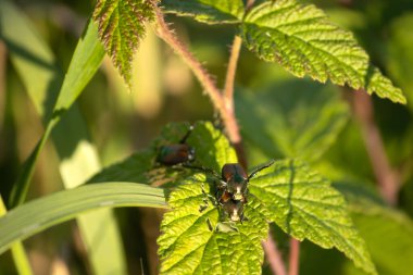 Vahşi doğada böceğe yakın çekim