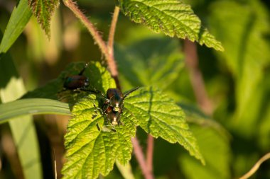 Siyah böcekler güneşin altında yeşil bir yaprağa dizilmişler.