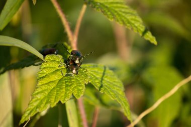Yeşil yapraklı bir böceğin yakın plan fotoğrafı.