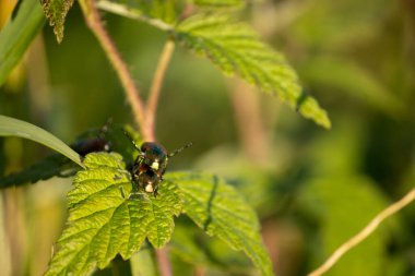 Yeşil yapraklı böcekler..