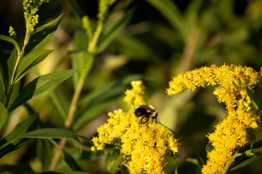 arı polen sarı bir çiçek toplama.