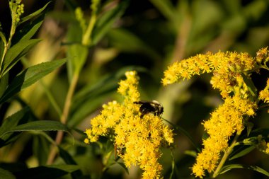 Yaz bahçesinde bal arısı. Arı tozlaşması. Arı polen topluyor. Bal arısı.