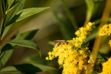 Bal arısı sarı bir çiçekten nektar topluyor.