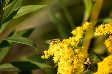 bir çiçek arıya. Makro