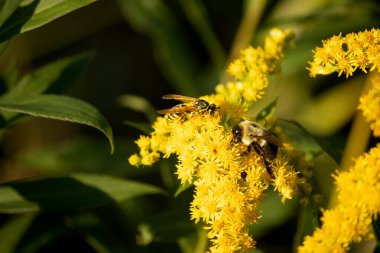 Yaban arısı sarı çiçekten nektar topluyor.