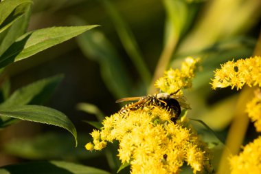 Sarı çiçekler ve arı