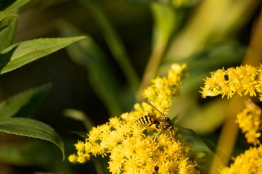 Bahçedeki güzel kelebek