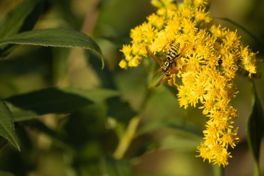 Arı, sarı bir karahindiba çiçeğinden nektar toplar.
