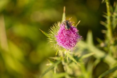 Mor bir çiçeğe yaklaş