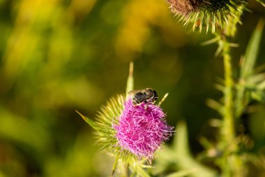 Devedikeni çiçeğinde polen topluyor.
