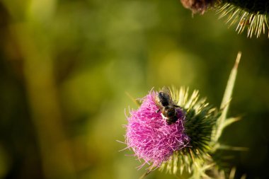 Pembe bir devedikeni çiçeğinin üzerindeki arıya yakın çekim