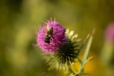 Arılı güzel bir çiçeğin yakın plan görüntüsü.