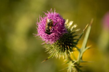 Devedikeni çiçeğindeki arı
