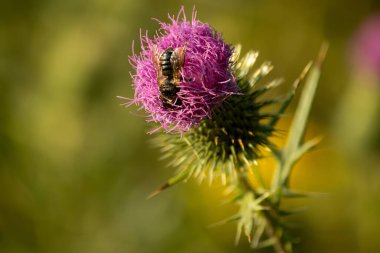 Bahçedeki pembe devedikeni çiçeğinin üzerinde bir arı