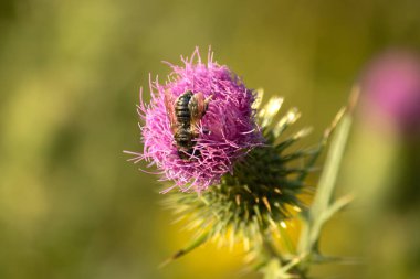 Mor çiçeklerdeki arı