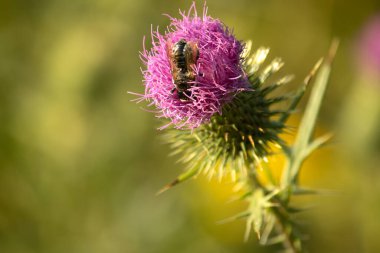Doğada bir devedikeni çiçeği, bitki ve hayvan arısı