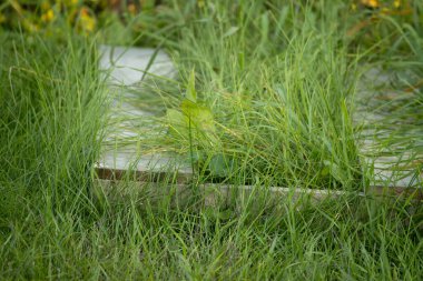 Bahçede ahşap bir palet ve çimen