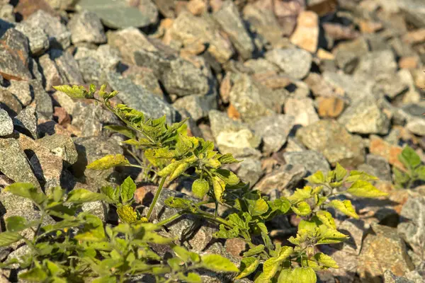 Bahçede yeşil yapraklar ve taşlar