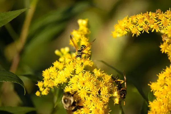 çiçek arıya yakın çekim
