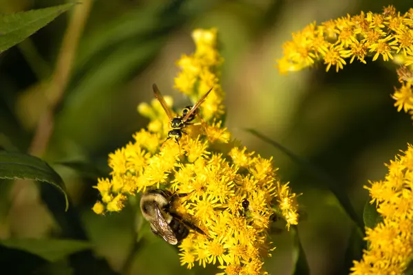 Bal arısı doğadaki çiçeğe yakın.