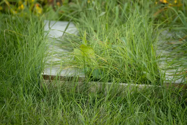 Bahçede ahşap bir palet ve çimen