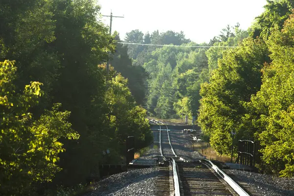 bir tren ormanın içinde