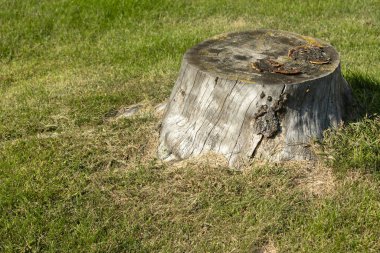 Bahçede bir kütük.