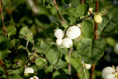 Bahçedeki bir ağacın beyaz meyveleri
