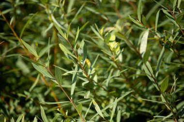 olive tree branches, flora and foliage