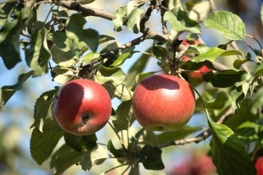 Elma ağacında kırmızı elmalar
