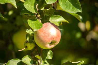 Olgun kırmızı elma elma ağacı üzerinde