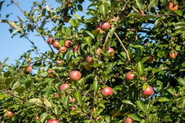 Meyve bahçesindeki ağaçta olgun elmalar