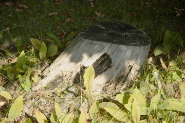 Ormandaki ağaç kütüğü