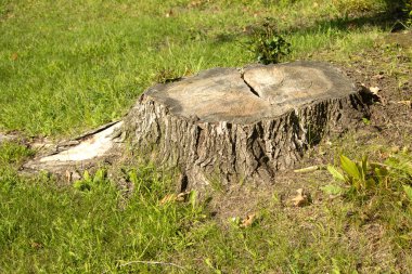 Ağaç kütüğü, kapat - yakın görünüm
